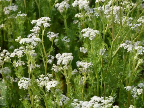 Carum carvi (karwij)