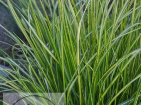 Calamagrostis acut. 'England'