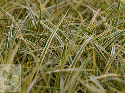 Carex morrowii 'Everglow'