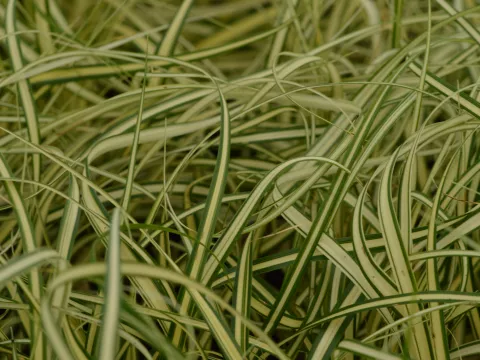 Carex osh. 'Evergold'