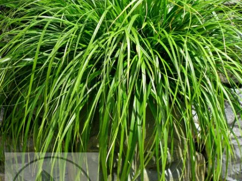 Carex osh. 'Evergreen'