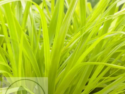 Carex osh. 'Everillo'