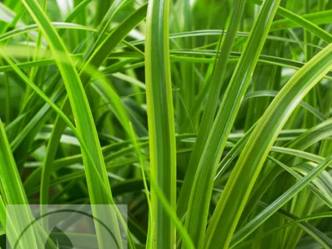 Carex osh. 'Everlime'