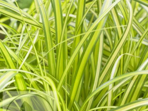 Carex osh. 'Eversheen'