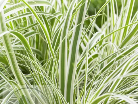 Carex osh. 'Everest' (Fiwhite)