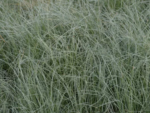 Carex comans 'Frosted Curls'