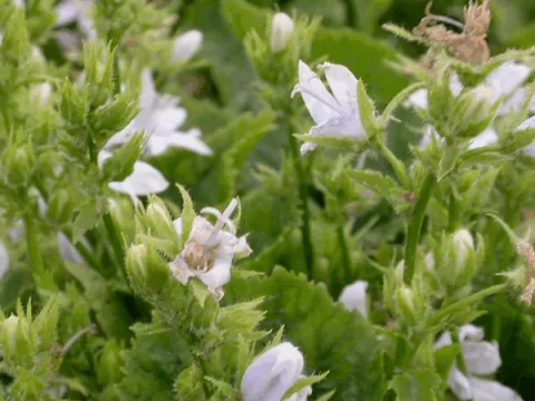 Campanula posch. 'E.H. Frost'