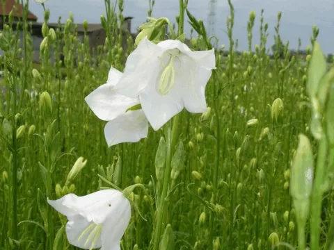 Campanula pers. 'Grandifl. Alba'