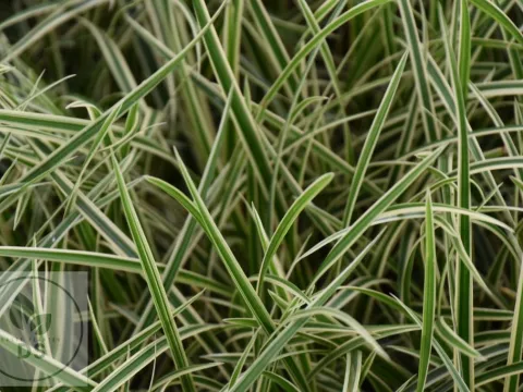Carex morrowii 'Goldband'