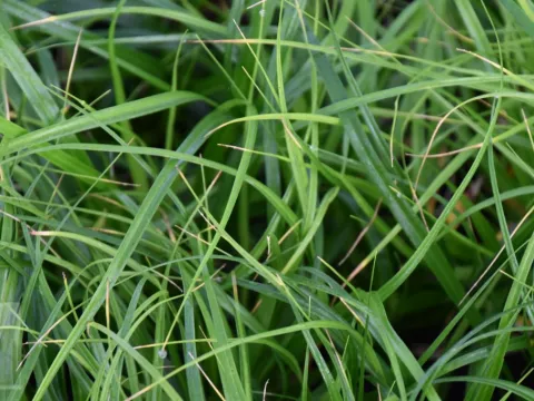 Carex osh. 'J.S. Greenwell'