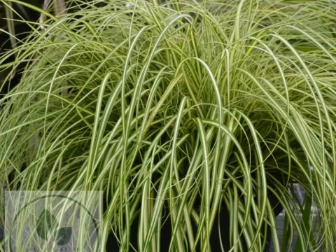 Carex osh. 'Ice Cream'