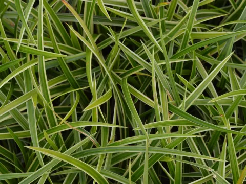 Carex morrowii 'Ice Dance'
