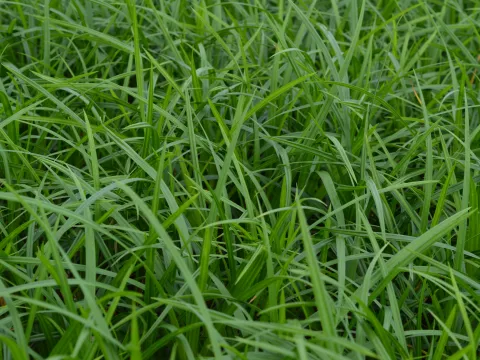 Carex folios. 'Irish Green'