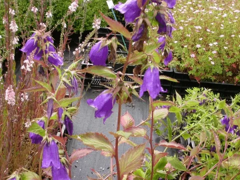 Campanula hybr. 'Kent Belle'