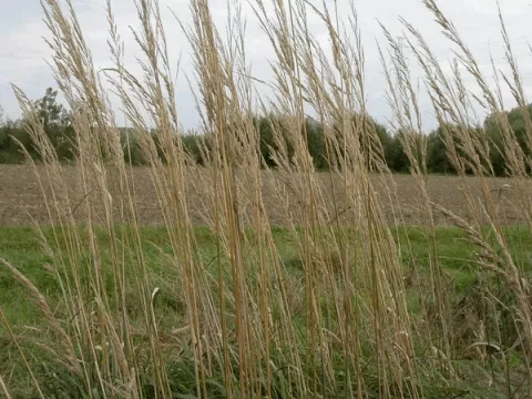Calamagrostis acut. 'Karl Foerster'