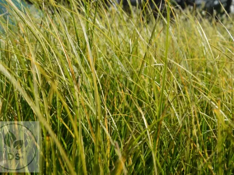 Carex flagellifera 'Kiwi'