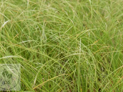 Carex testacea 'Lime Shine'