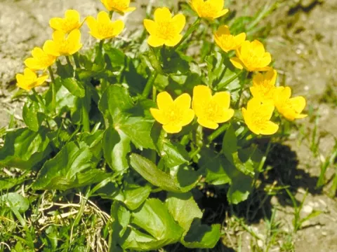 Caltha palustris