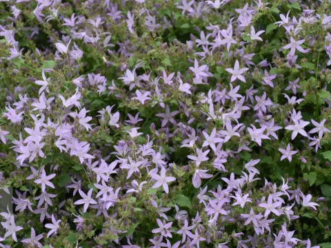 Campanula posch. 'Lisduggan Var.'