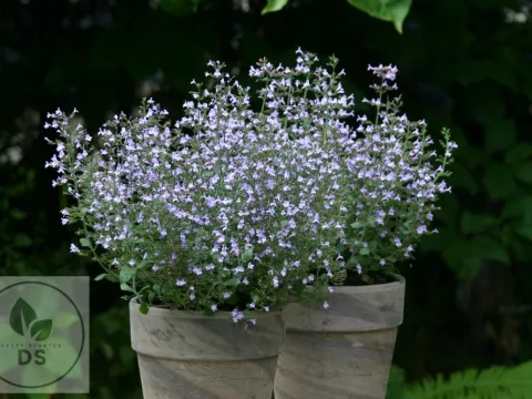 Calamintha nep. 'Marvelette Blue'