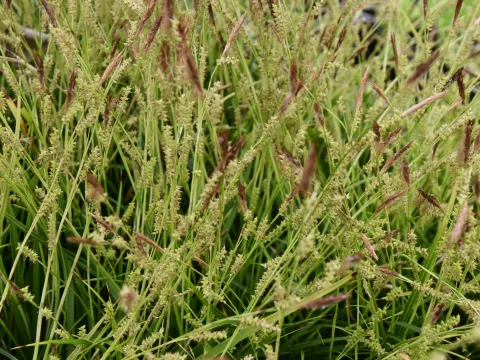 Carex morrowii 'Mosten'