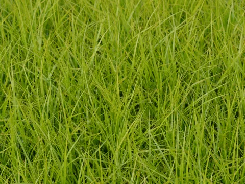 Carex muskingumensis