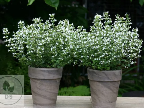 Calamintha nep. 'Marvelette White'