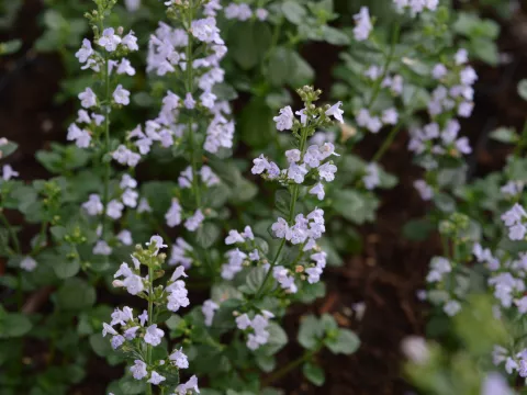 Calamintha nepeta ssp. nepeta