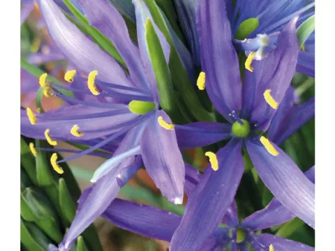 Camassia quamash 'Orion'