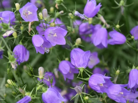 Campanula rotundifolia 'Olympica'