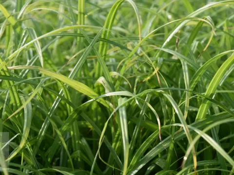 Carex pendula