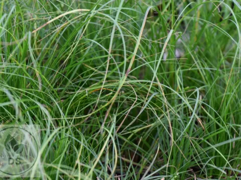 Carex pensylvanica