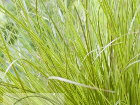 Carex howardii 'Phoenix Green'