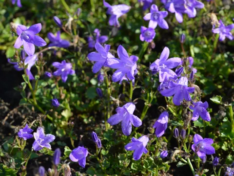 Campanula portenschlagiana