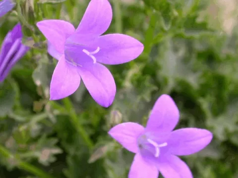 Campanula poscharskyana