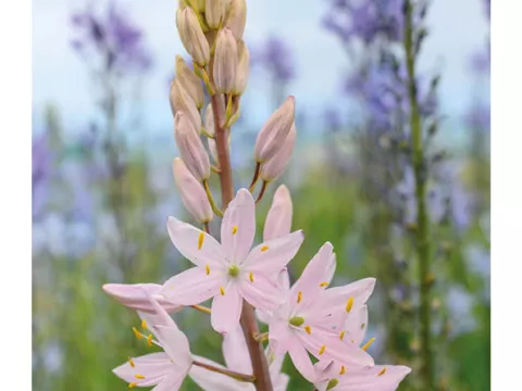 Camassia leichtlinii 'Pink Star'
