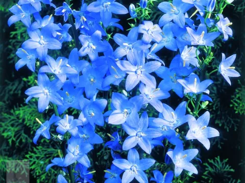 Campanula pyramidalis