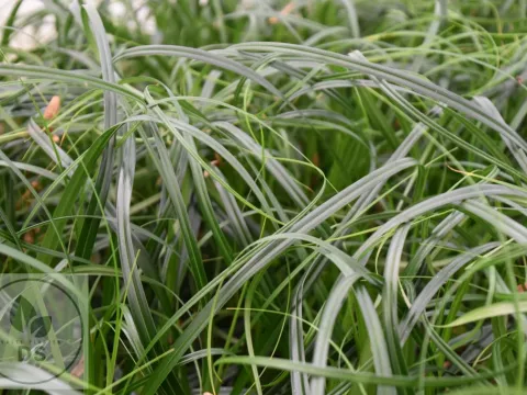 Carex hybr. 'Ribbon Falls'