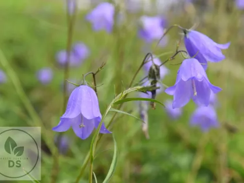 Campanula rotundifolia