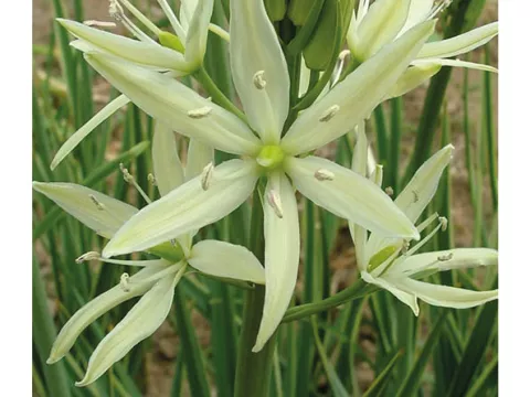 Camassia leichtlinii 'Sacajawea'