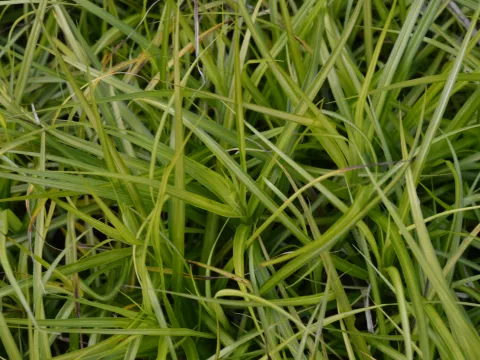 Carex musk. 'Silberstreif'