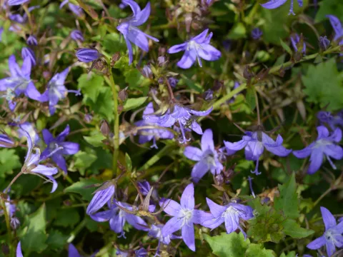 Campanula posch. 'Stella'