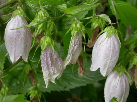 Campanula takesimana