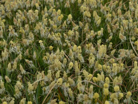 Carex caryophyllea 'The Beatles'