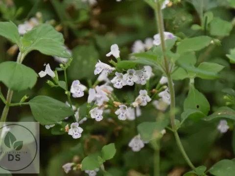 Calamintha nep. 'Triumphator'