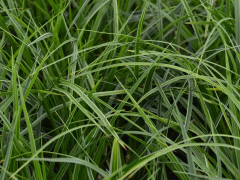 Carex morrowii 'Variegata'