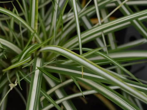 Carex ornithopoda 'Variegata'