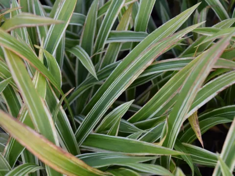 Carex siderosticha 'Variegata'
