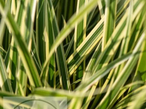 Carex folios. 'Vanilla Ice' ('Vanice')