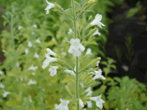 Calamintha nep. 'White Cloud'
